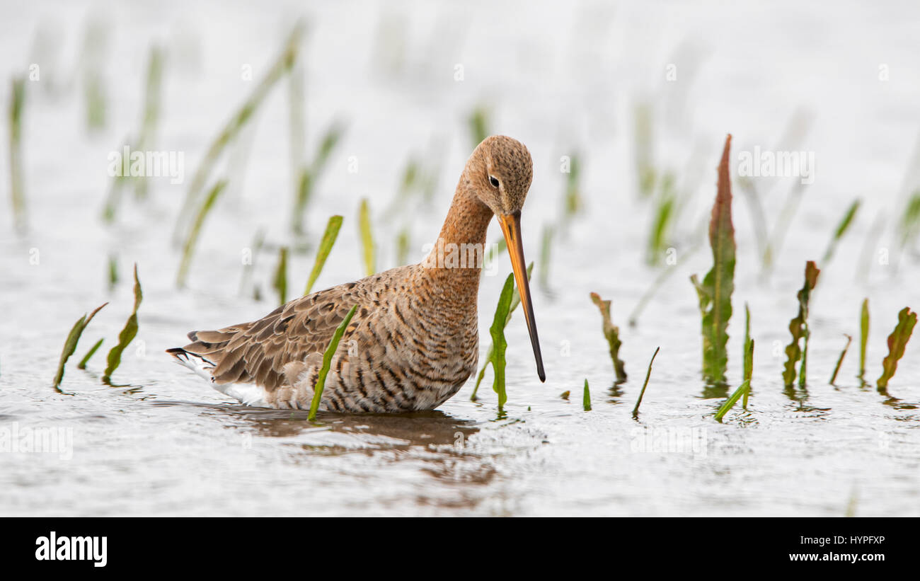 Black-tailed godwit (Limosa limosa) foraging in shallow water of wetland in spring Stock Photo