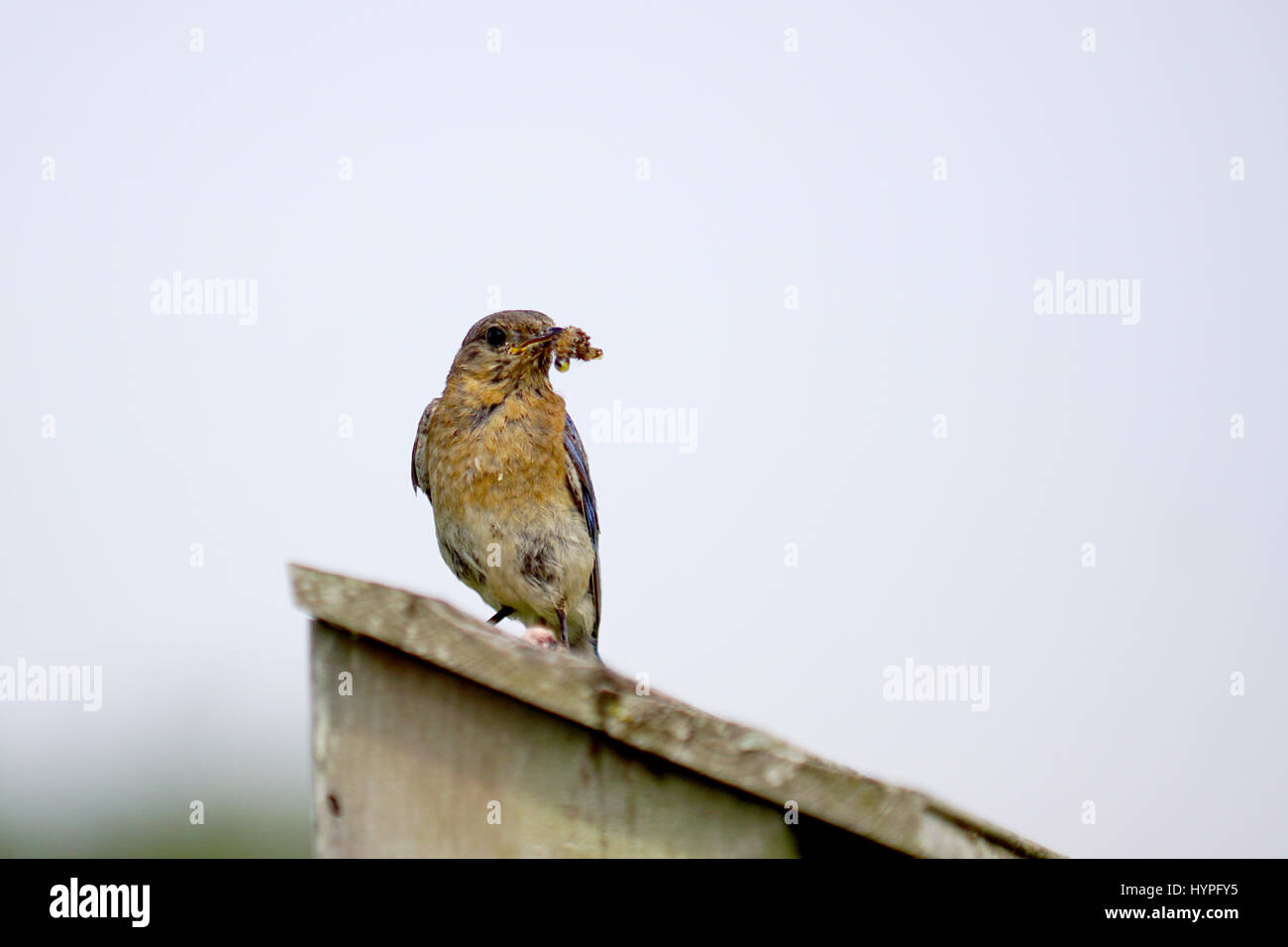 Pair of Eastern Bluebirds flying to the nest to feed their young with a