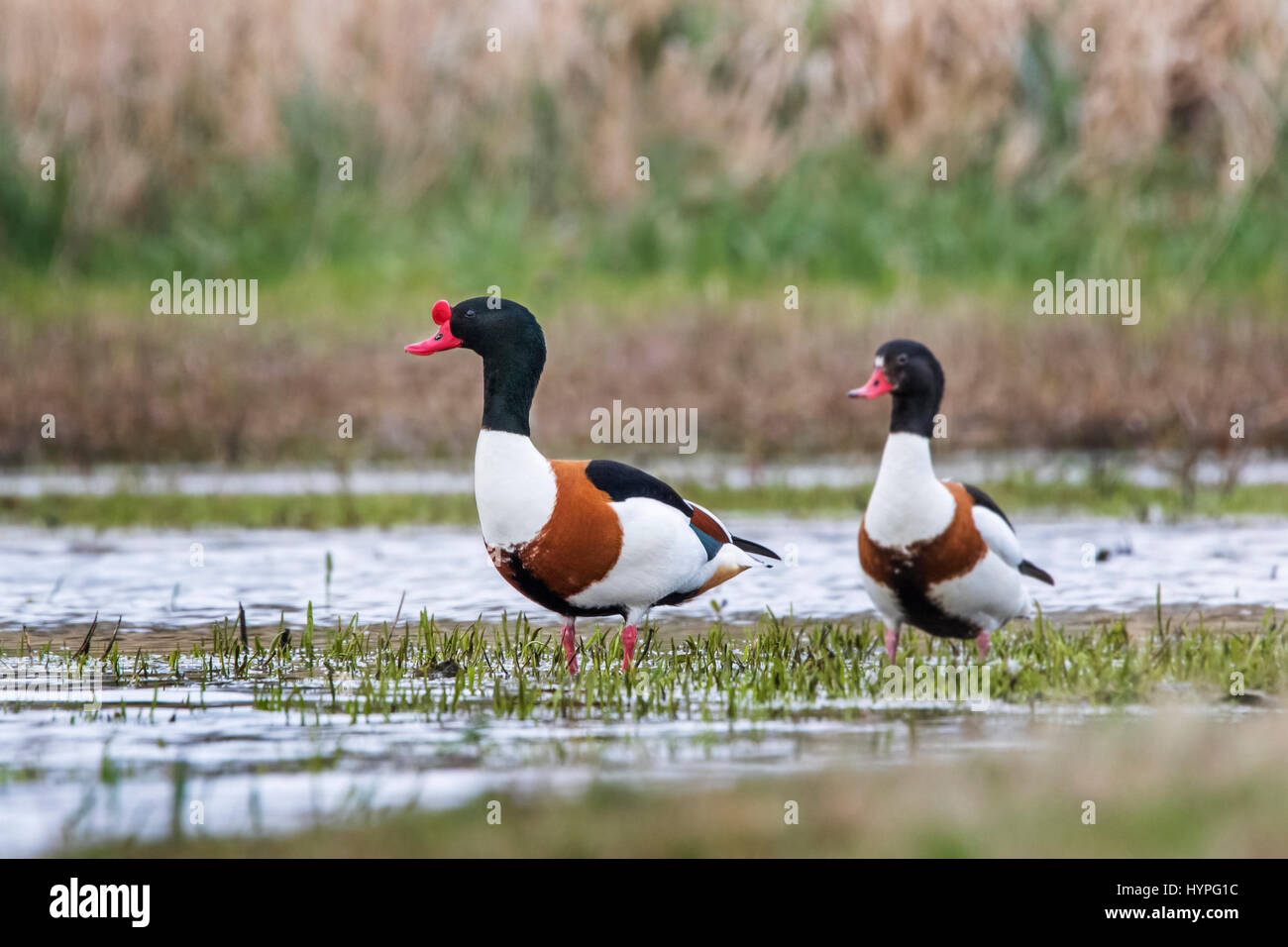 Common shelduck (Tadorna tadorna) pair, male and female foraging in shallow water of saltmarsh Stock Photo