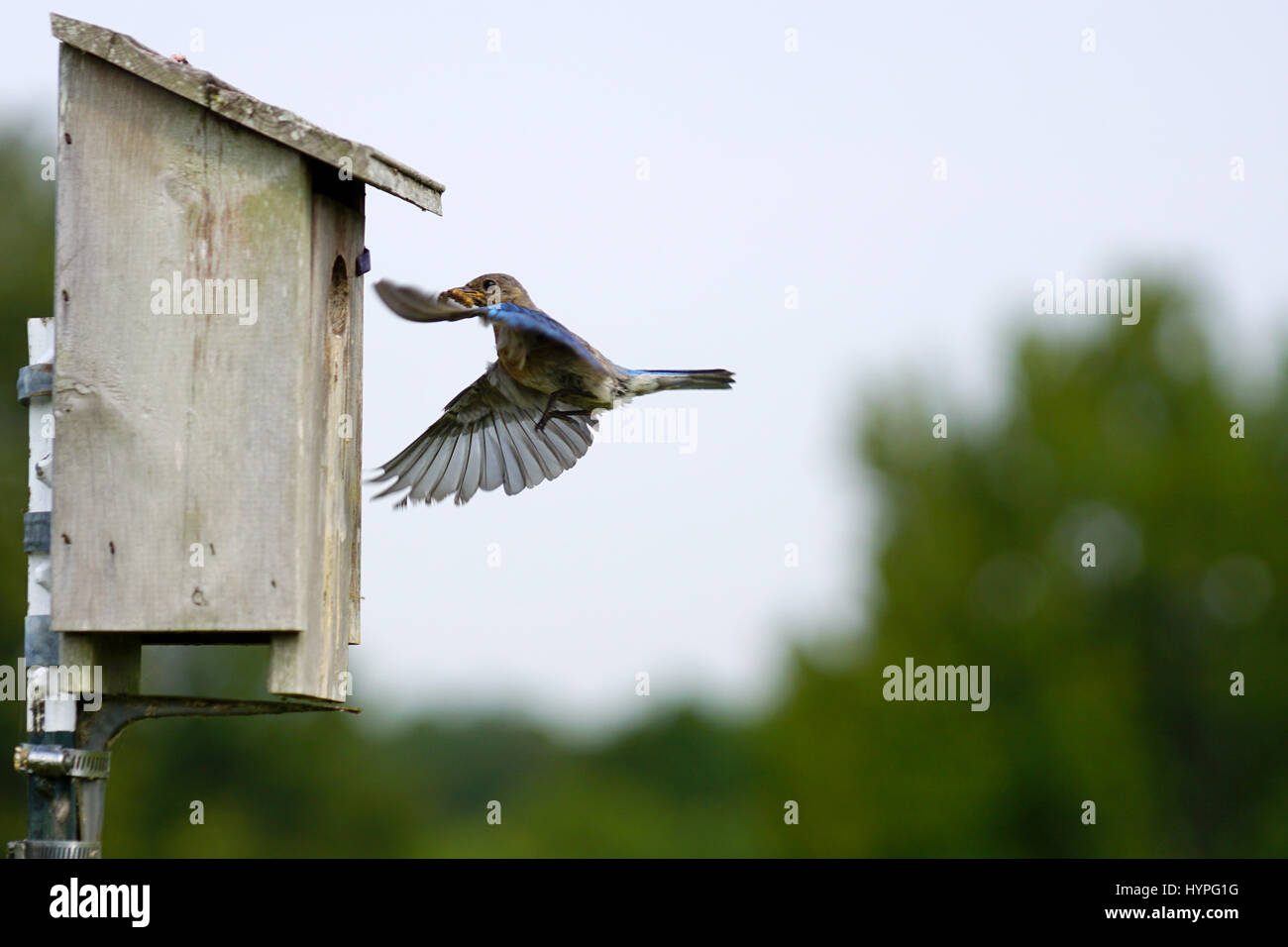 Pair of Eastern Bluebirds flying to the nest to feed their young with a