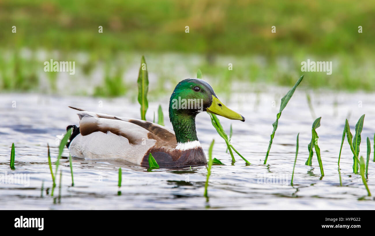 Mallard / wild duck (Anas platyrhynchos) male / drake swimming in pond Stock Photo