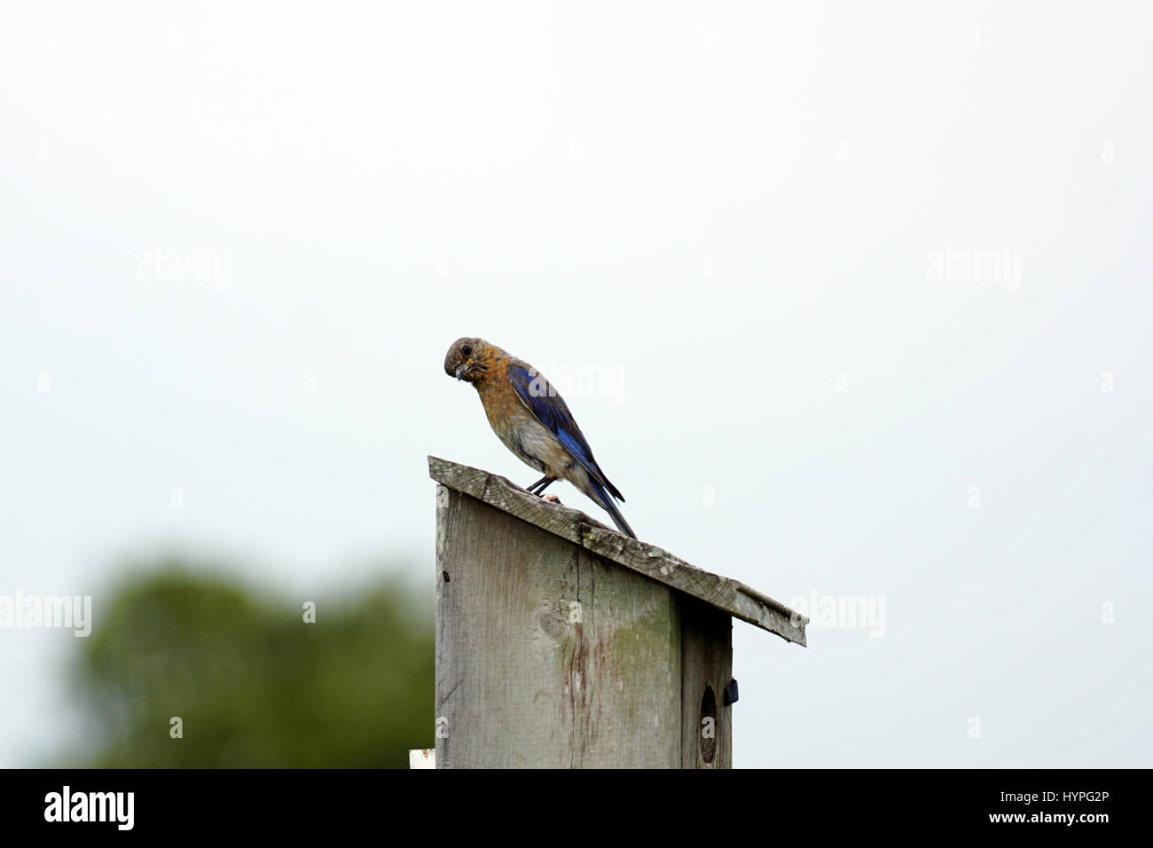 Pair of Eastern Bluebirds flying to the nest to feed their young with a