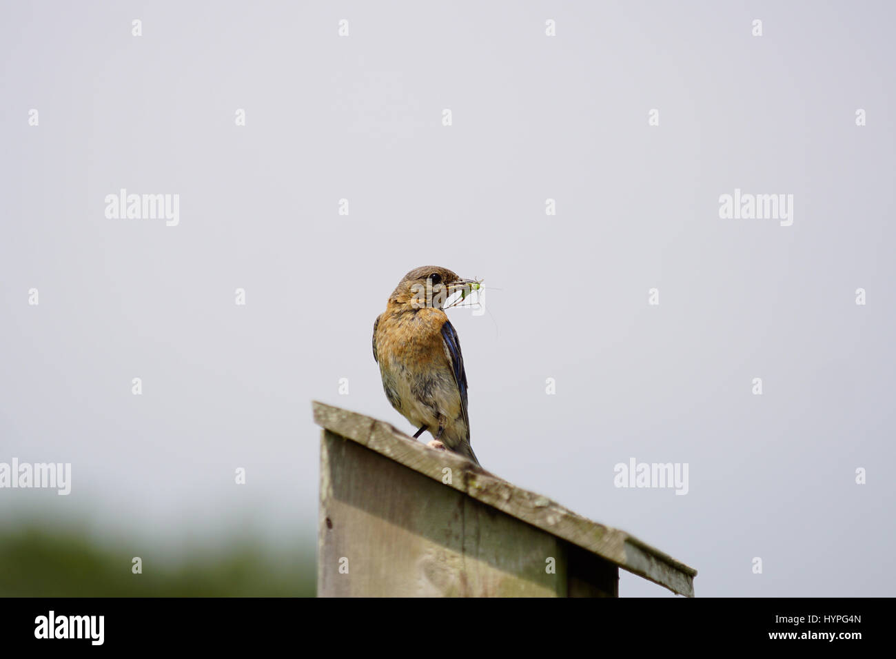 Pair of Eastern Bluebirds flying to the nest to feed their young with a