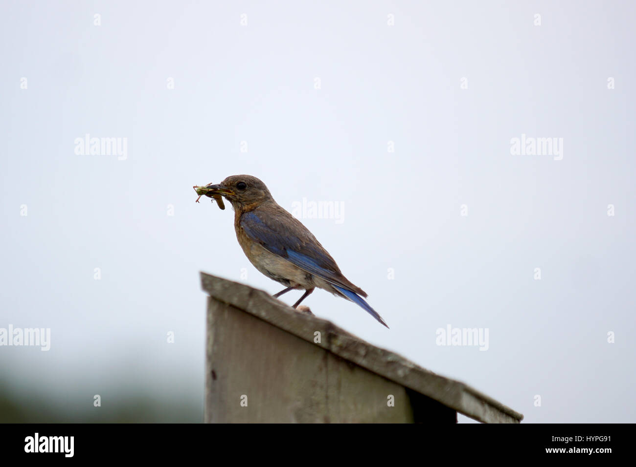 Pair of Eastern Bluebirds flying to the nest to feed their young with a