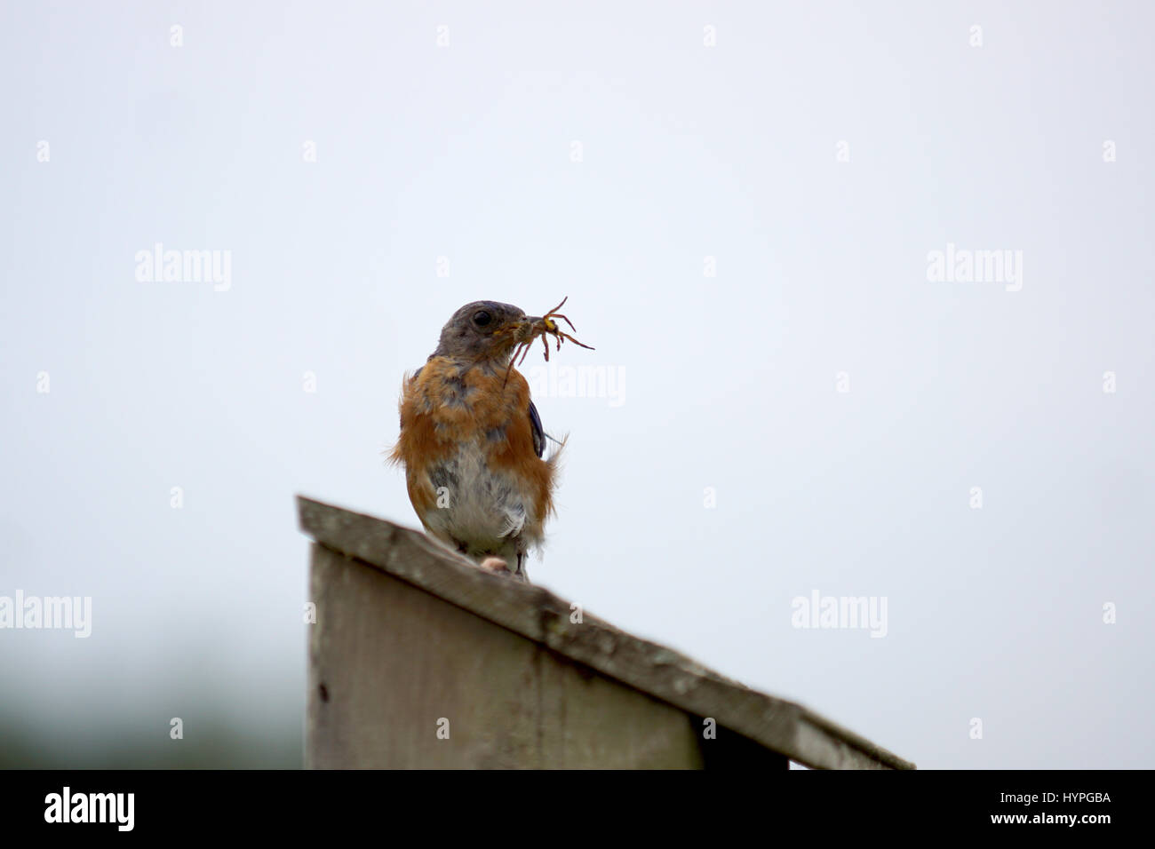 Pair of Eastern Bluebirds flying to the nest to feed their young with a