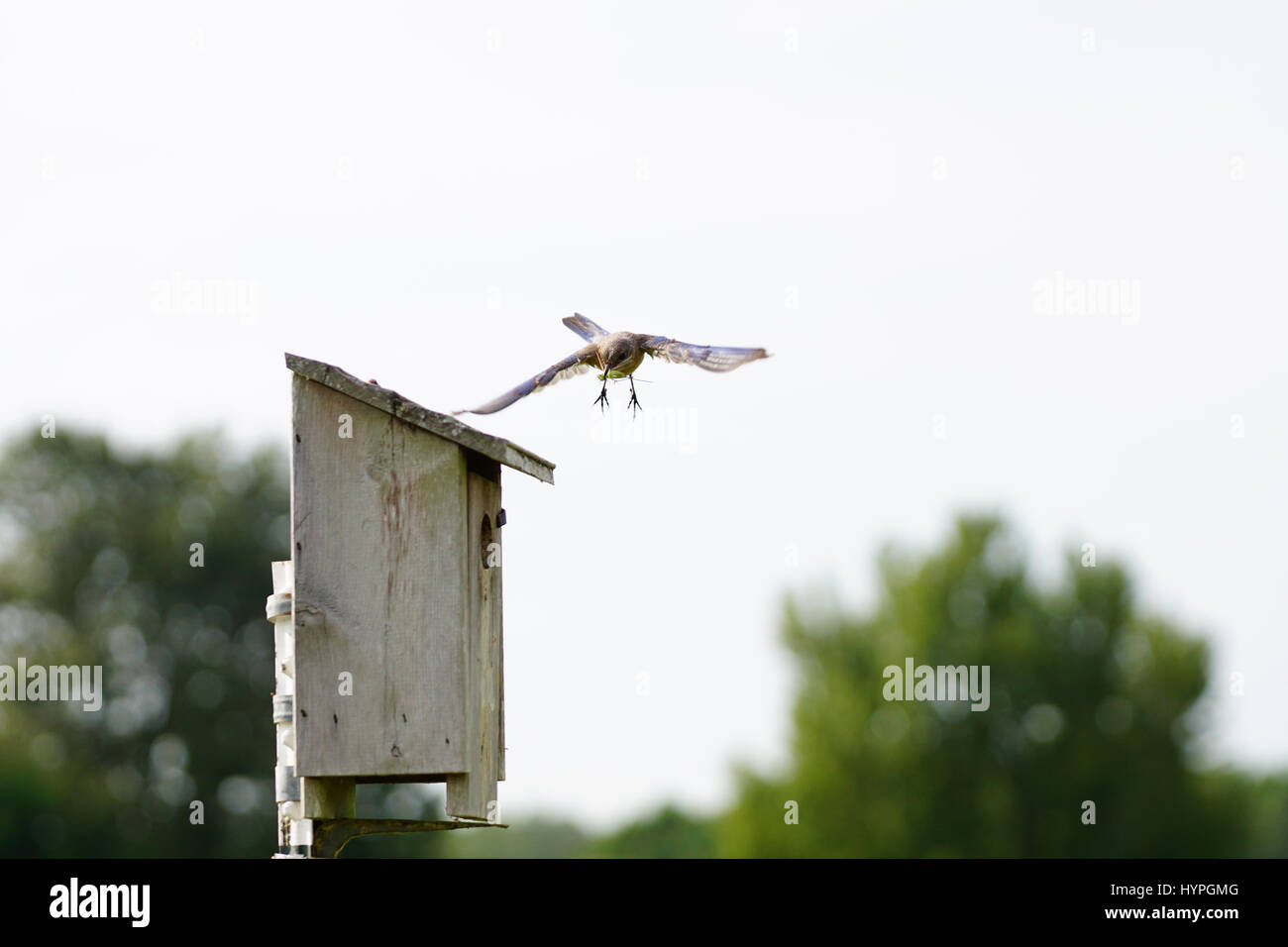 Pair of Eastern Bluebirds flying to the nest to feed their young with a