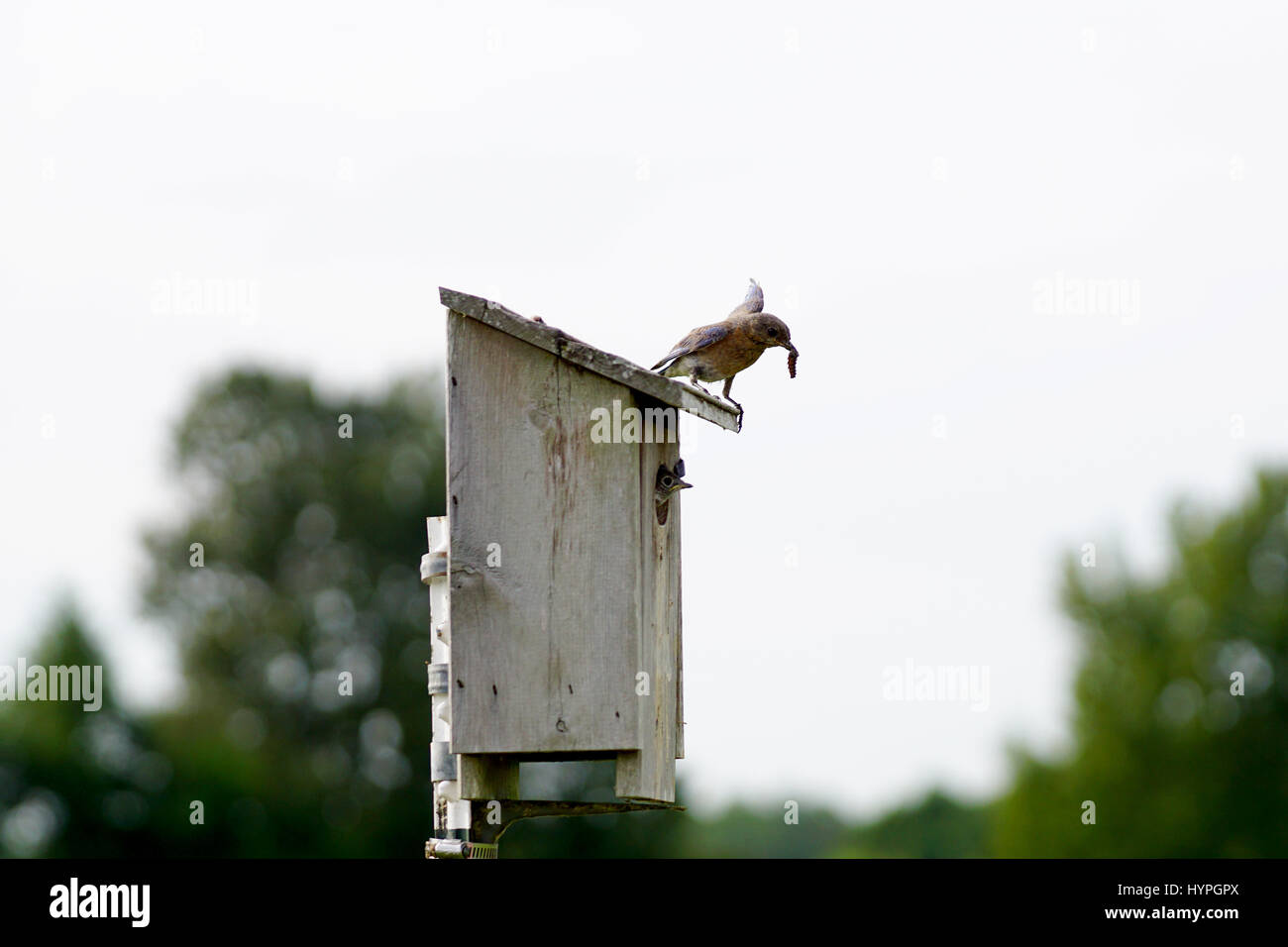 Pair of Eastern Bluebirds flying to the nest to feed their young with a