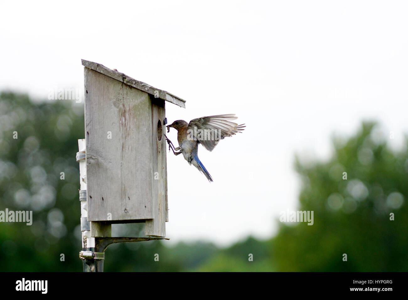 Pair of Eastern Bluebirds flying to the nest to feed their young with a