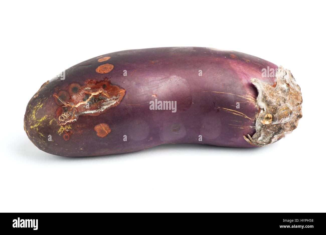 Rotten eggplant isolated on white background Stock Photo Alamy