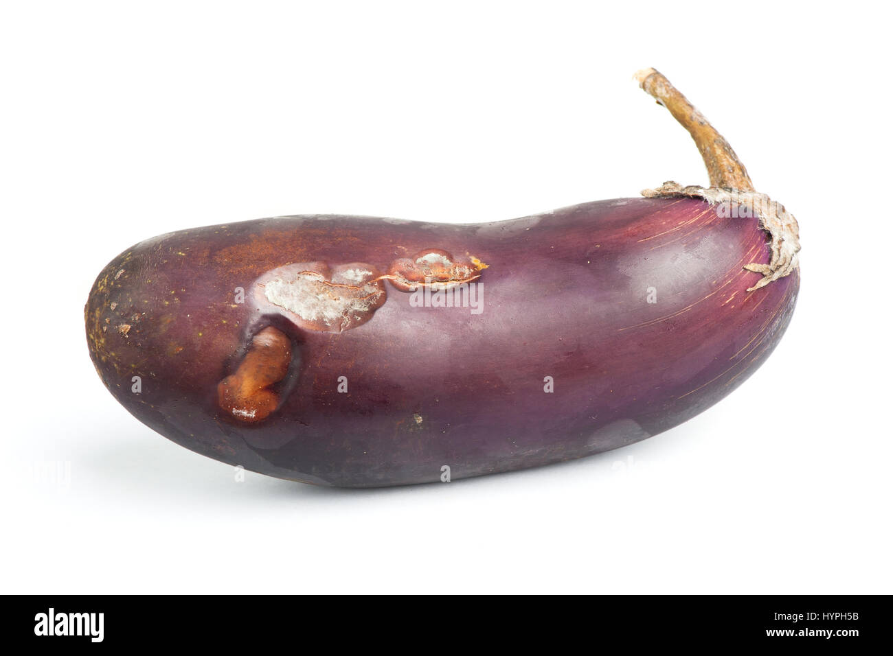 Rotten eggplant isolated on white background Stock Photo Alamy