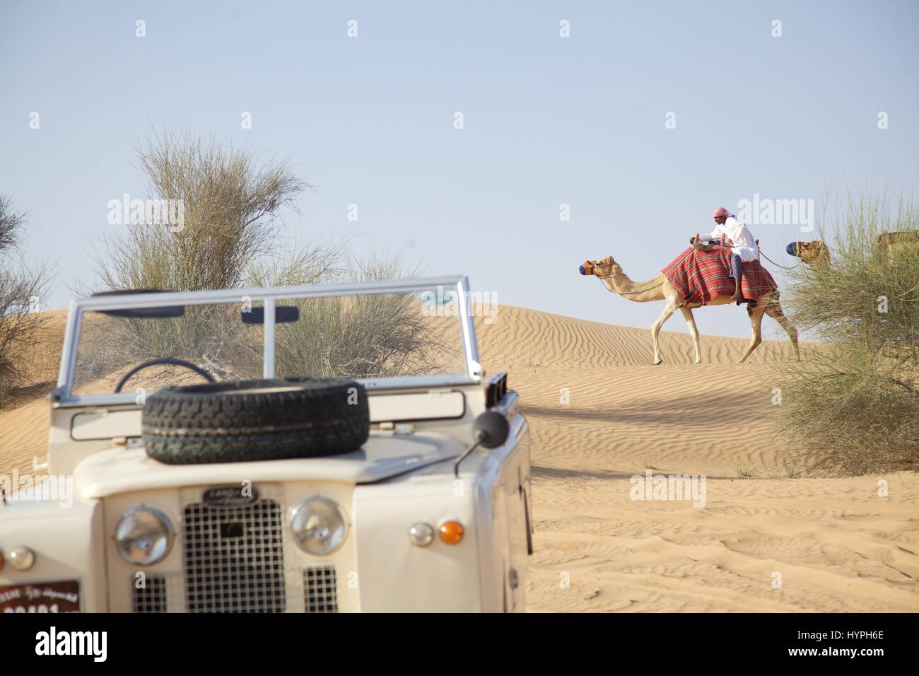 Camels walking behind Landrover Defenders in the desert near Dubai Stock Photo