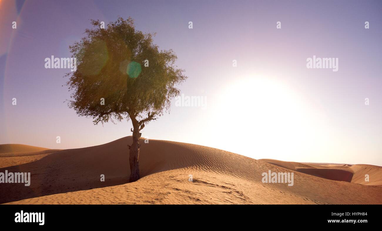 A lone tree stands in the open desert in Dubai in the UAE amongst the sand dunes Stock Photo