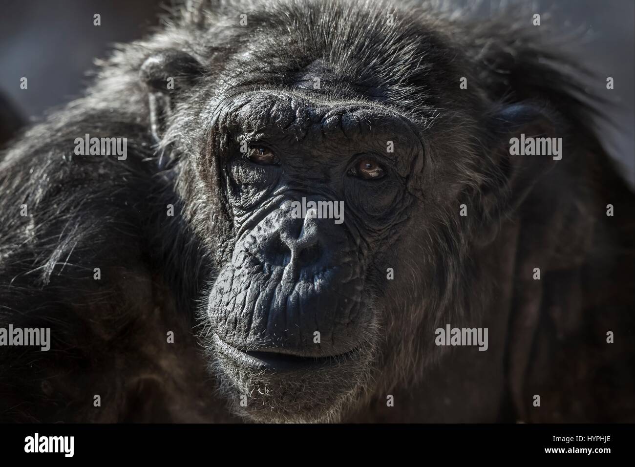 Old chimpanzee portrait at the zoo Barcelona, in Spain Stock Photo