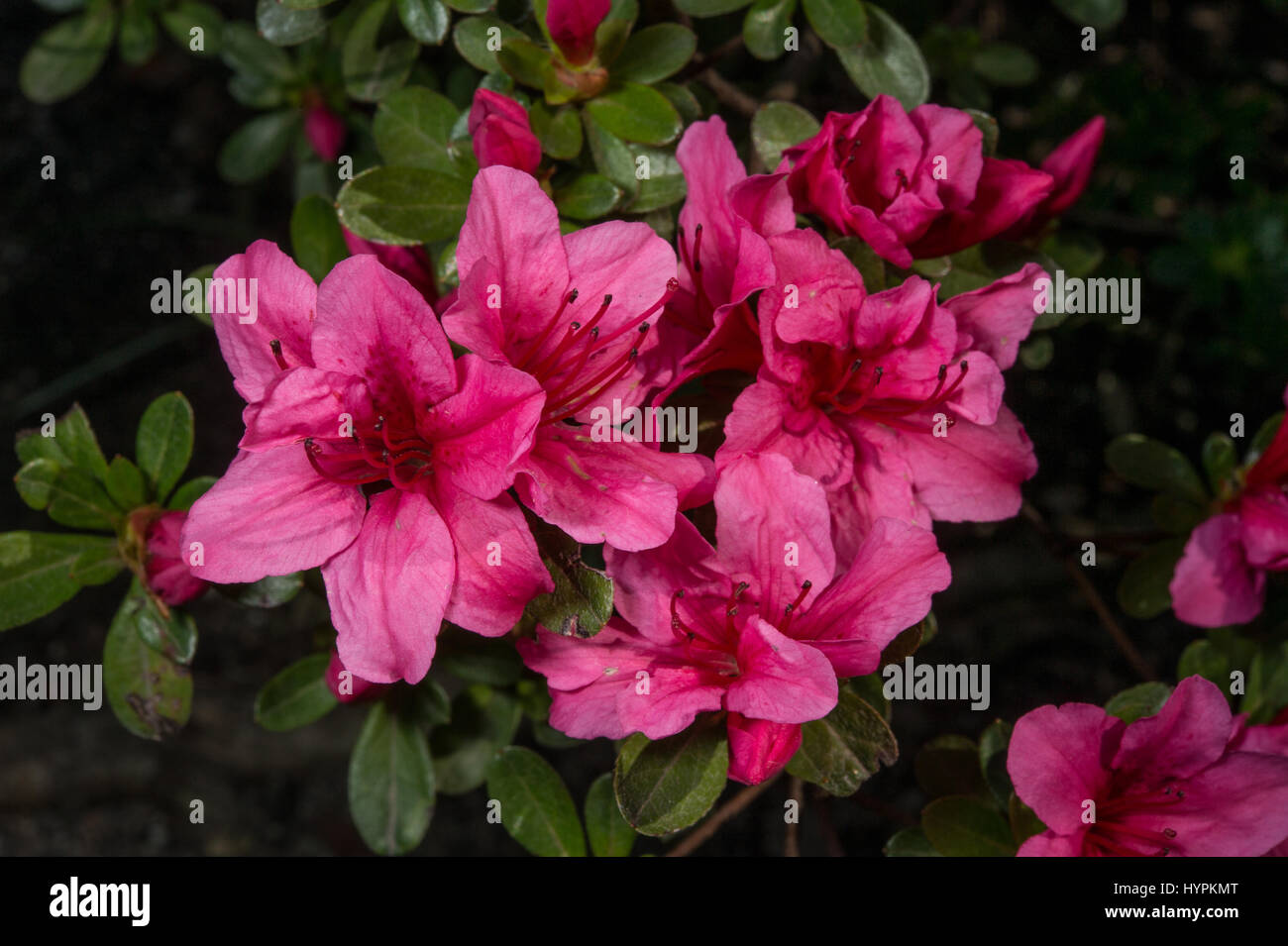 Kurume azalea, Rhododendron x obtusum, Ericaceae Stock Photo