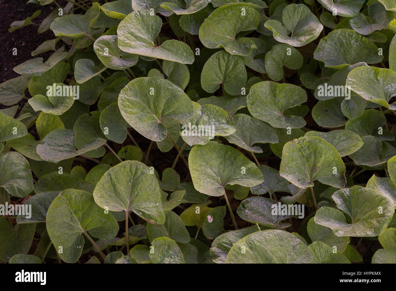 Fragrant coltsfoot., Petasites pyrenaicus, Compositae Stock Photo