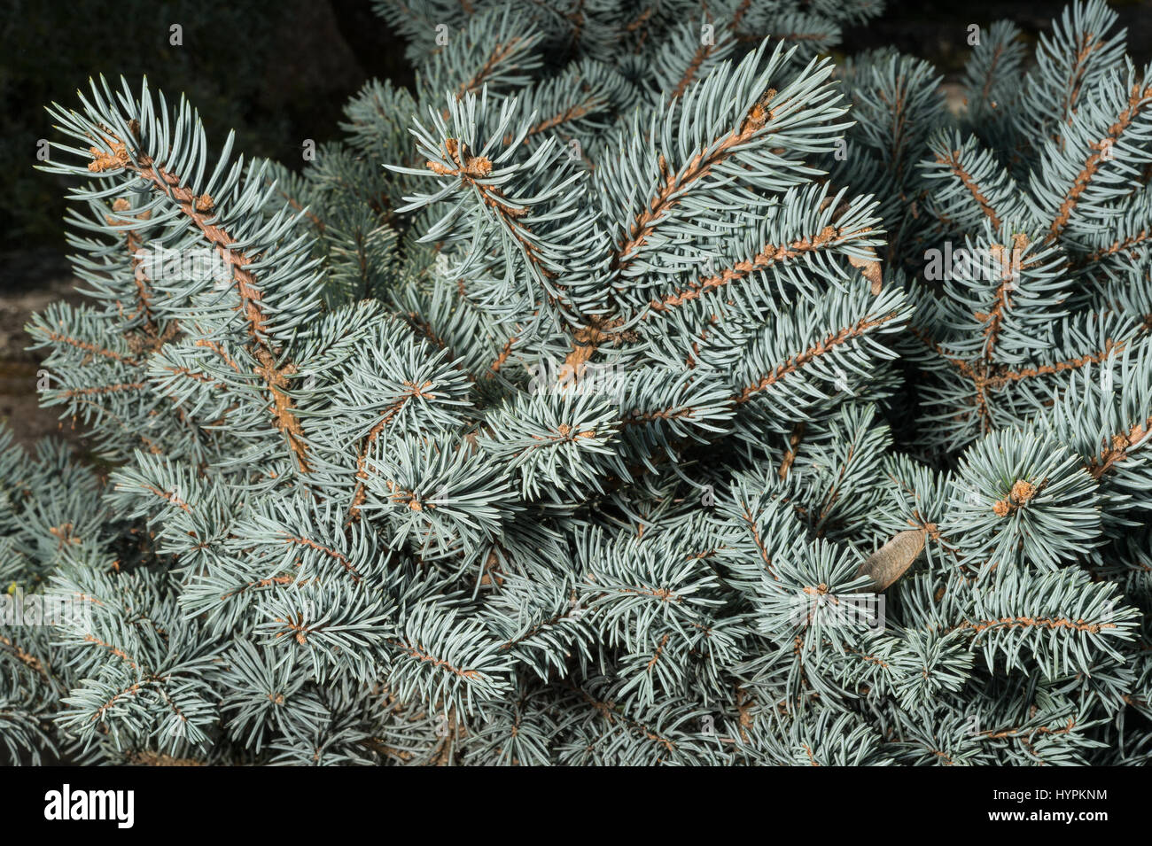 Colorado Blue Spruce, Picea pungens, 'glauca globosa', Pinaceae, USA Stock Photo