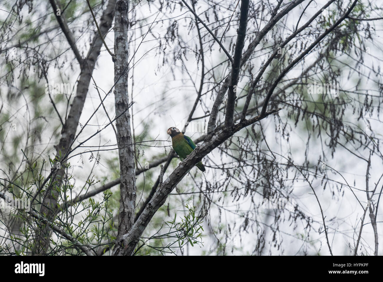 A Brown-Hooded Parrot (Pionopsitta haematotis) in a tree at Las Guacamaya, Chiapas State, Mexico Stock Photo