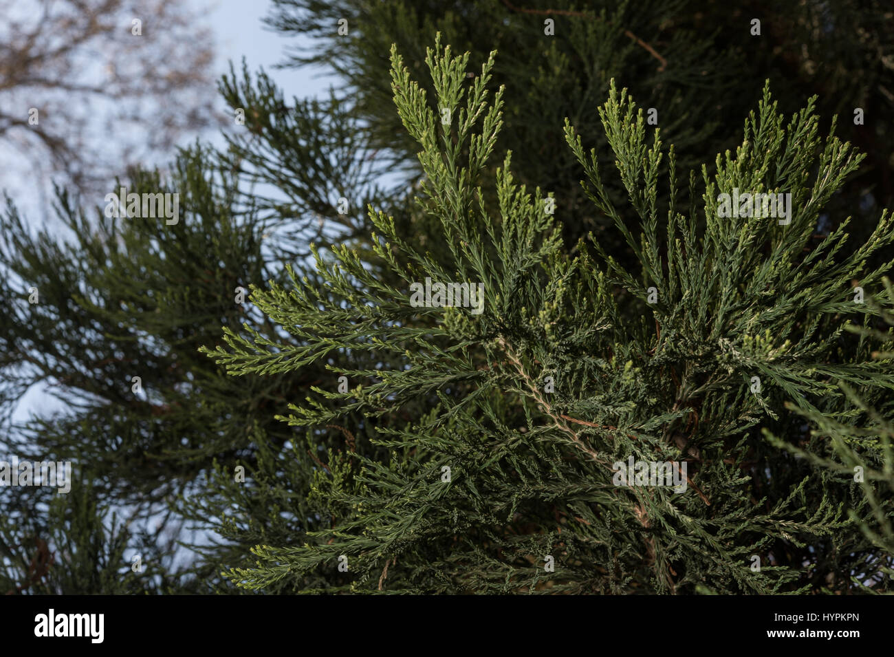 Giant Sequoia, Sequoiadendron giganteum, Taxodiaceae, California, Usa Stock Photo