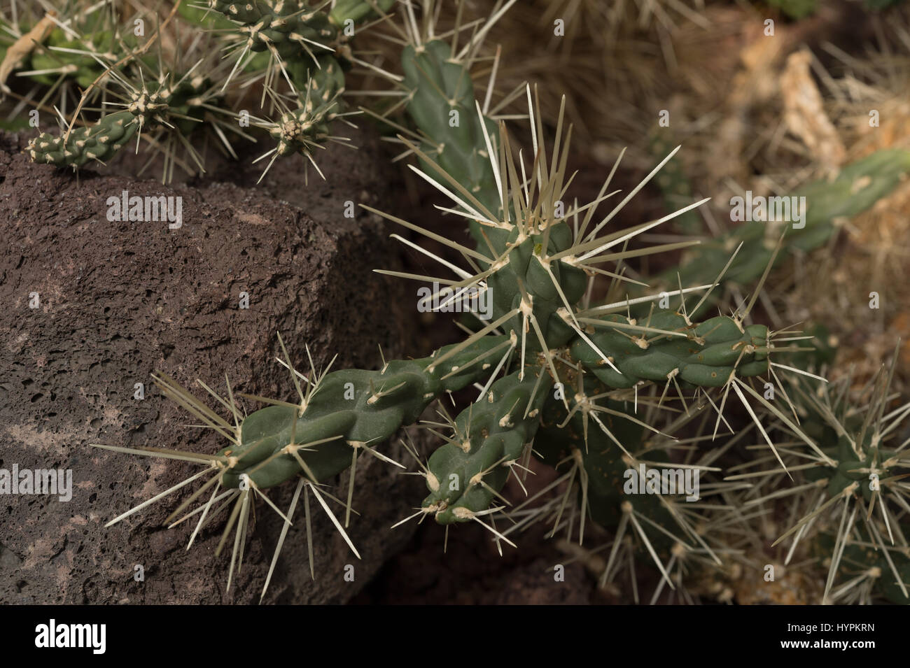 Silverspine Cane Cholla, Opuntia tunicata, Cactaceae, Mexico Stock Photo