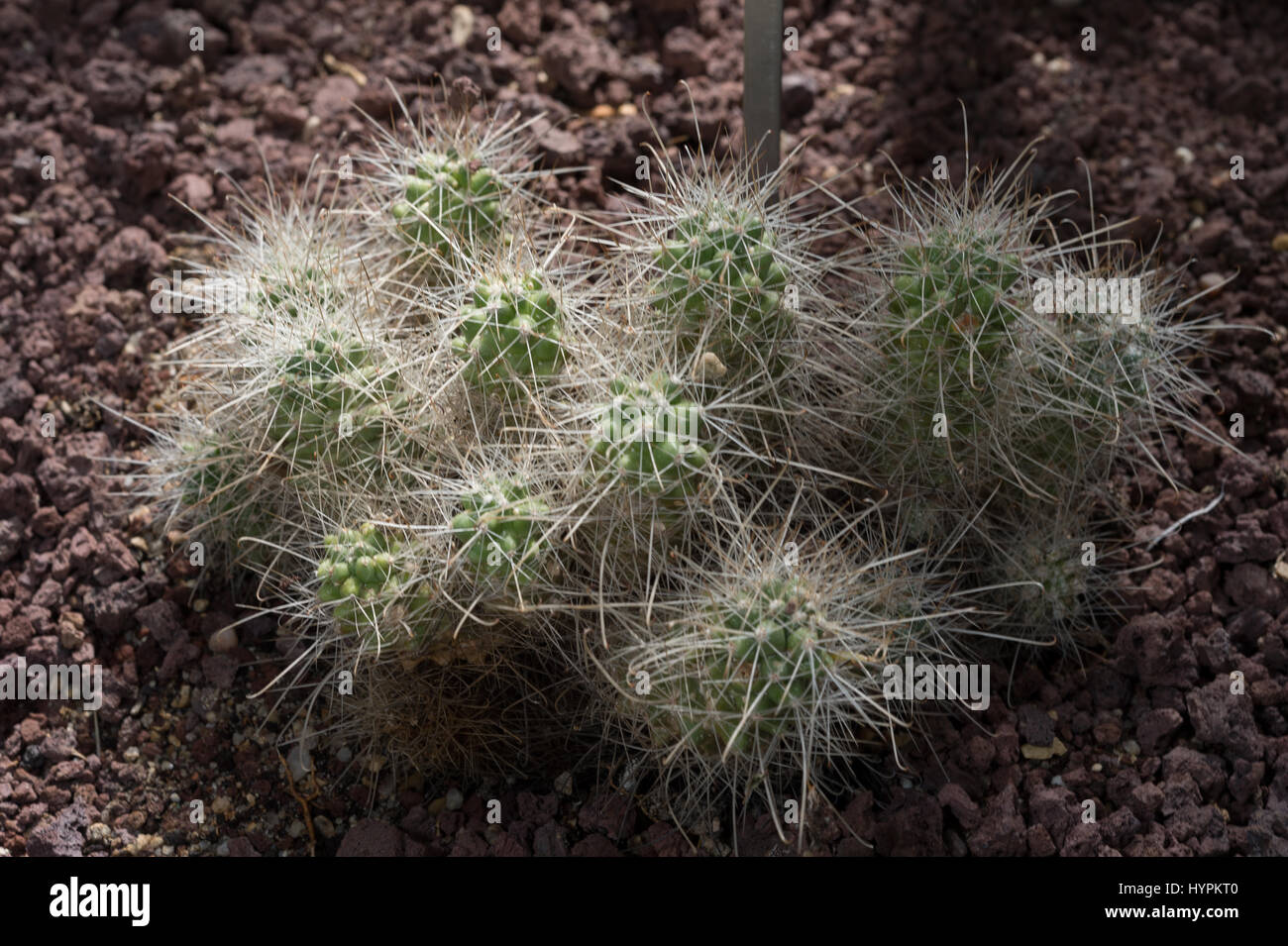 Cochemiea setispina, Cactaceae, Mexico, Baja California Usa Stock Photo