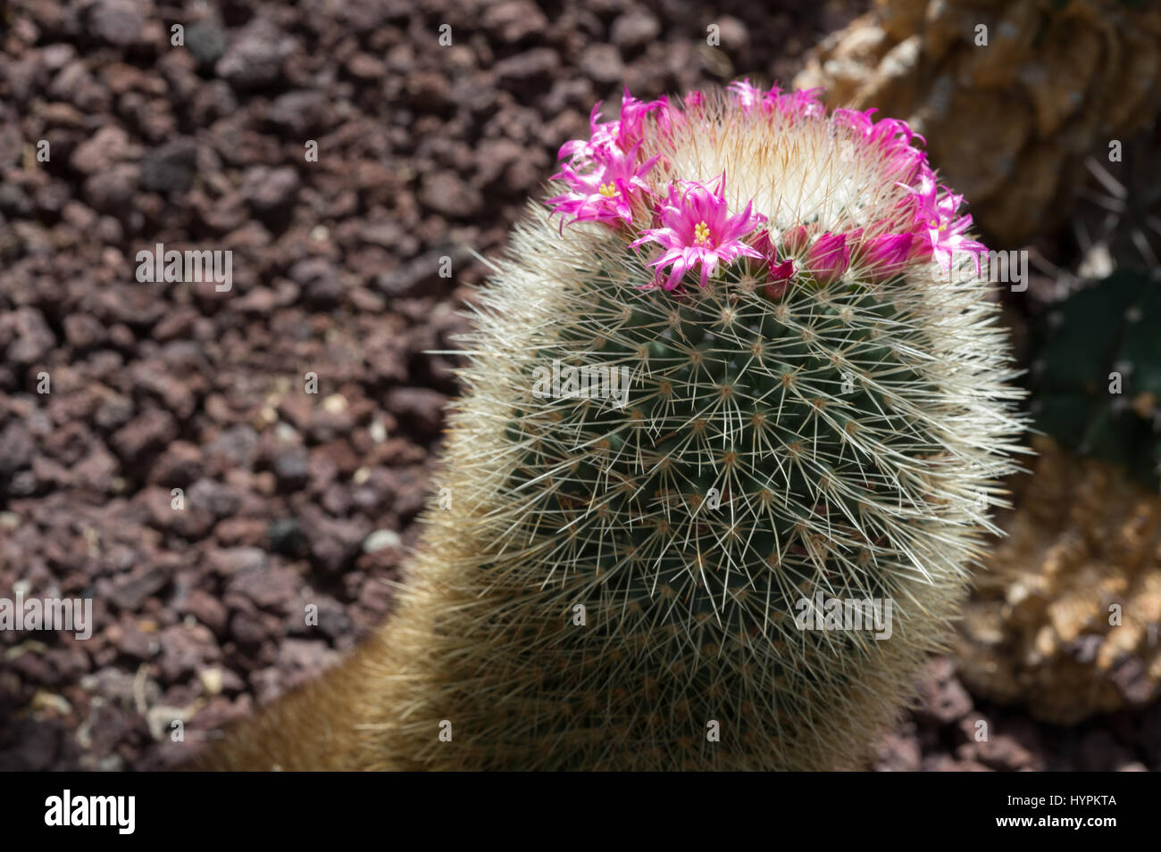 Mammillaria spinosissima, Cactaceae, Mexico Stock Photo