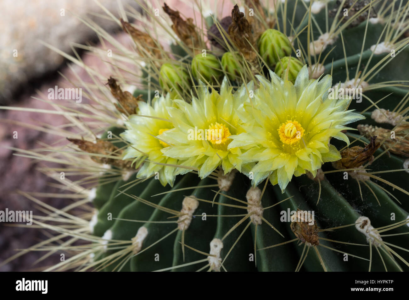 Sonora barrel cactus, Ferocactus  victoriensis, Cactaceae, Mexico Stock Photo