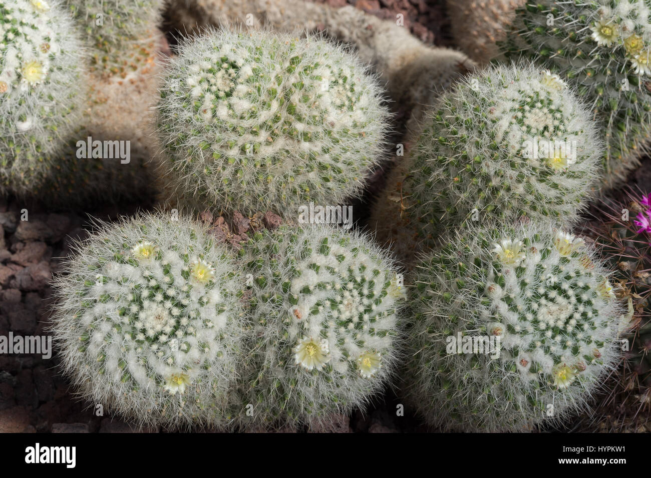 Mammillaria craigii, Cactaceae, Mexico Stock Photo