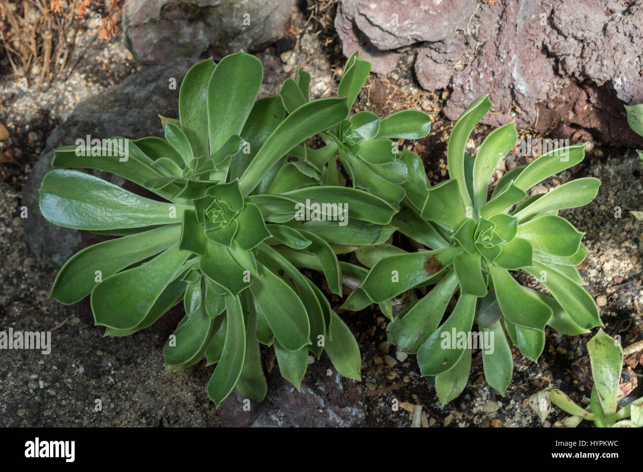 Saucer Plant, Aeonium urbicum, Crassulaceae, Lanzarote, Canarian Island