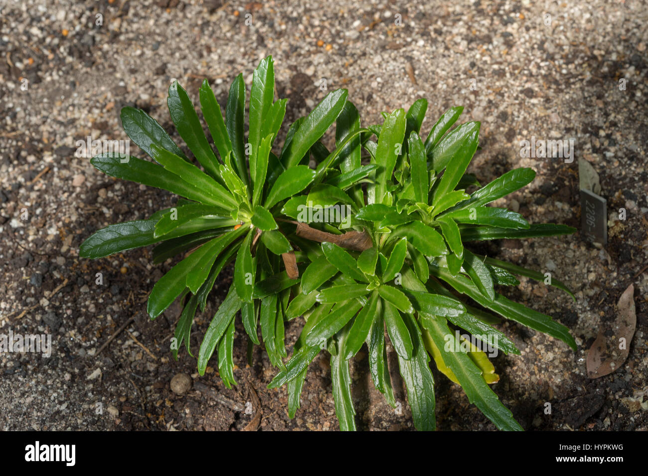 Azores Bellflower, Azorina vidalii, Campanulaceae, Azores Islands, Portugal, endemic Stock Photo