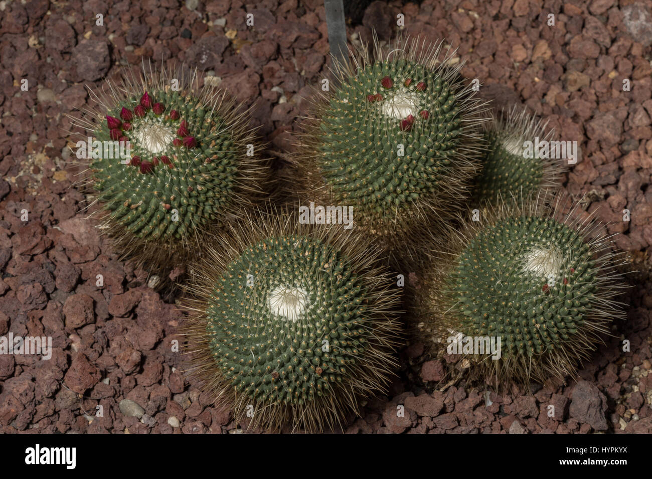Mammillaria spinosissima, Cactaceae, endemic, mountains of central Mexico Stock Photo