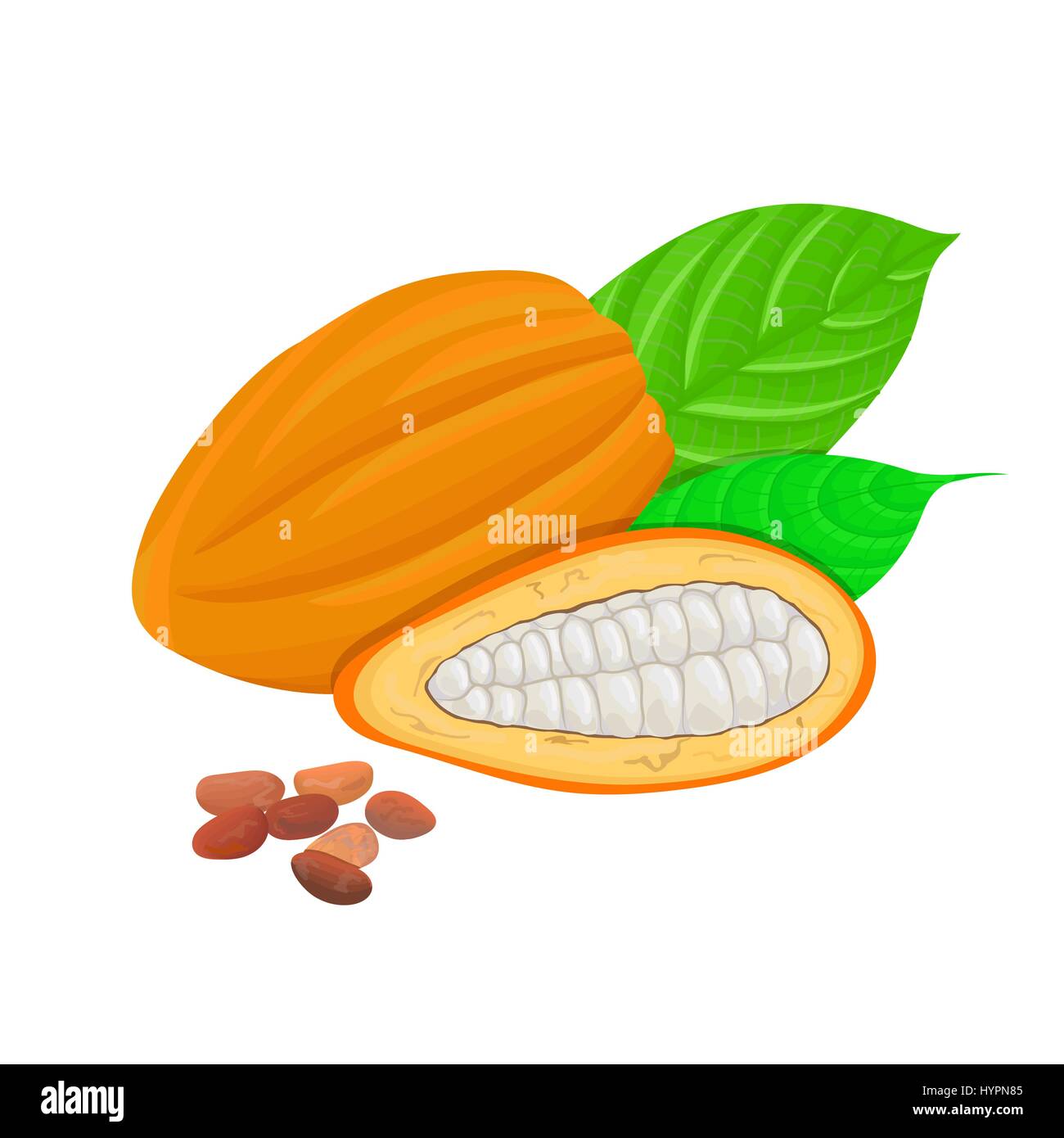 Fresh Cocoa fruit on a white background. Cacao pod and beans. Whole and skinned. Side view. Close up. Vector illustration. For cooking, cosmetics, med Stock Vector