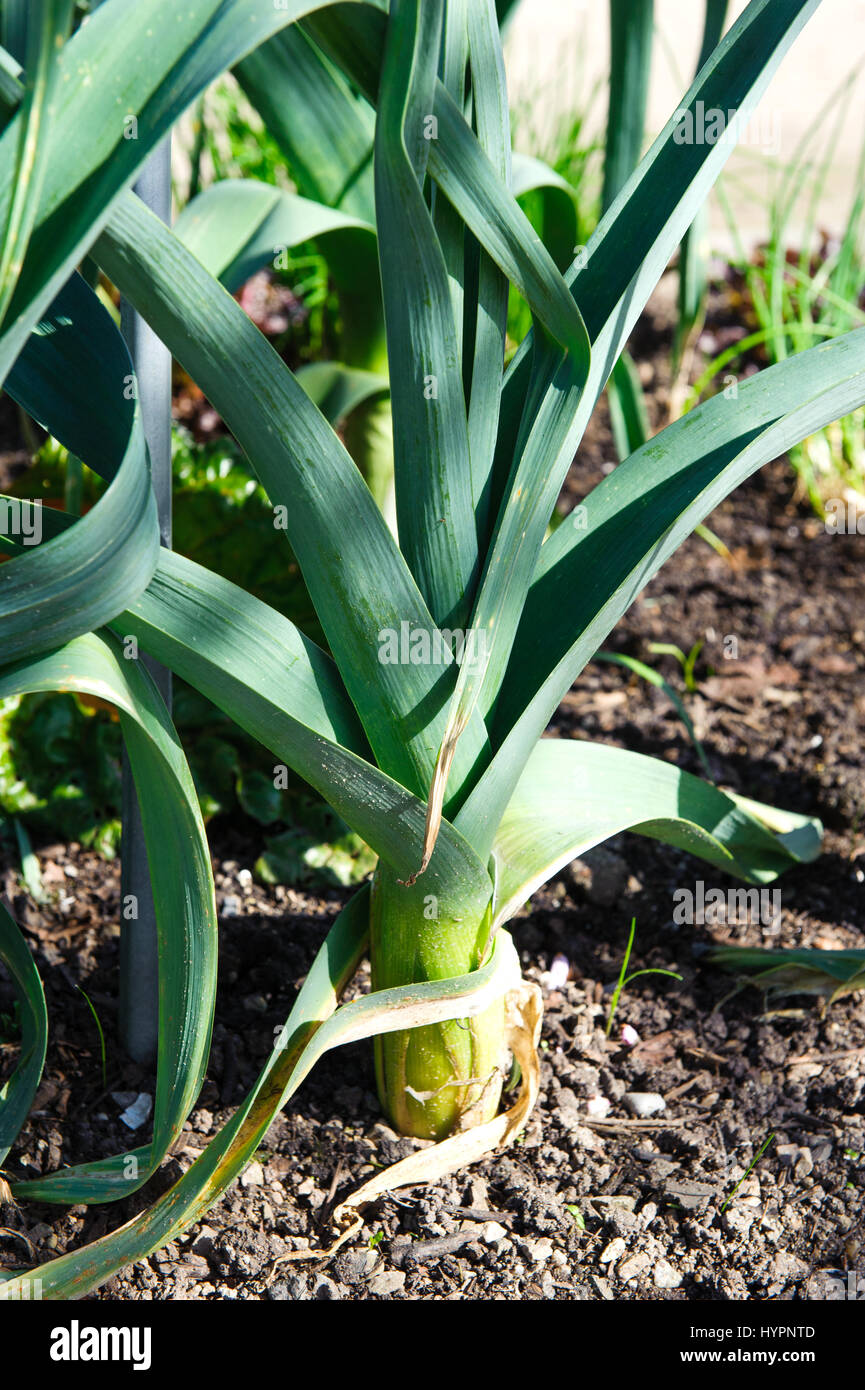 Growing Gigantic Vegetables Hi-res Stock Photography And Images - Alamy