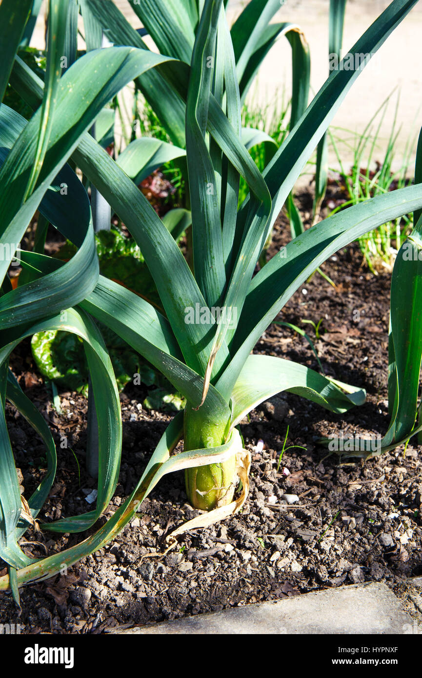 Organic Leeks Growing in the Vegetable Garden Stock Photo Alamy