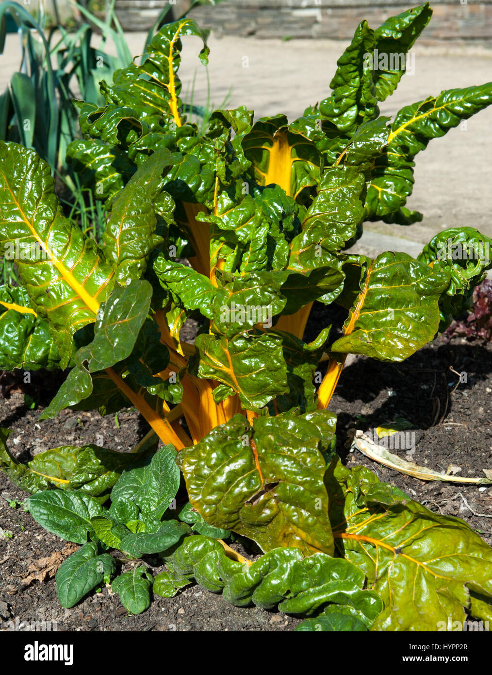 Chard \, image size:1014x1390