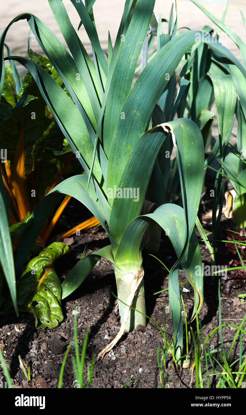 Organic Leeks Growing in the Vegetable Garden Stock Photo