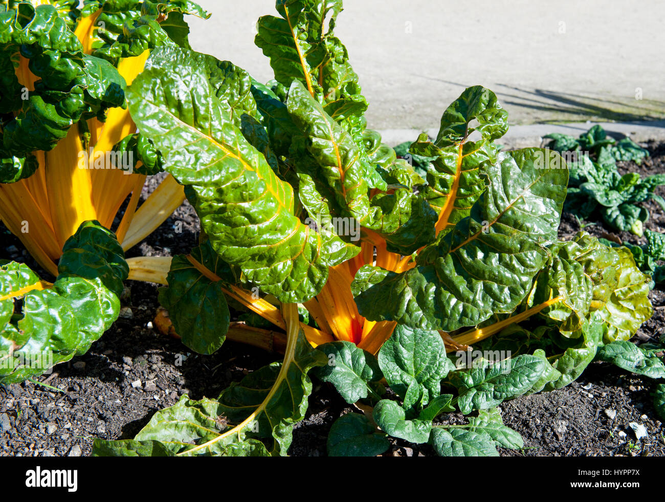 Chard "Canary Yellow". Yellow stemmed cultivar. A leafy green vegetable