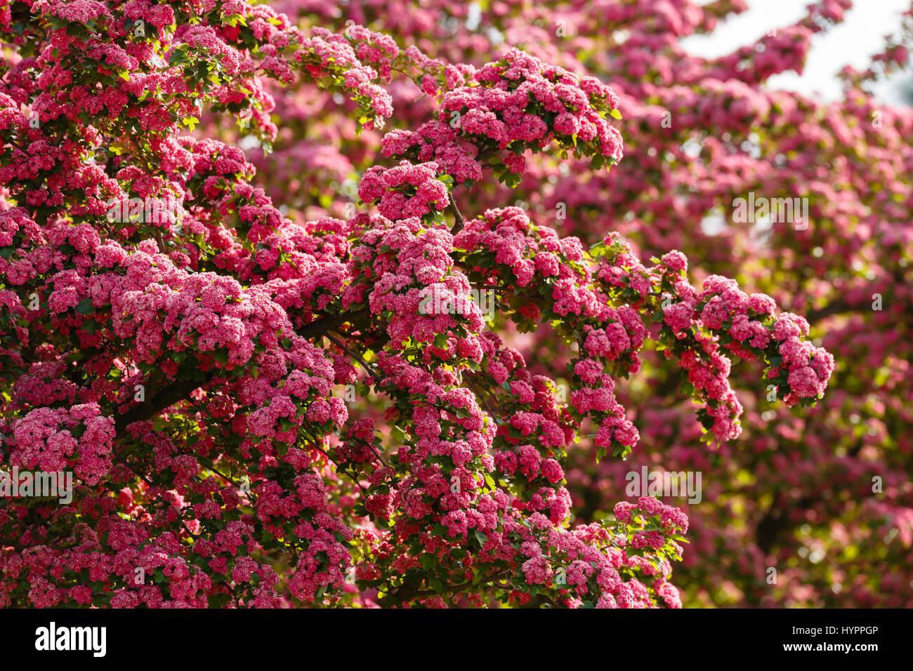 Pink flowers hawthorn tree (Crataegus laevigata)Spring natural