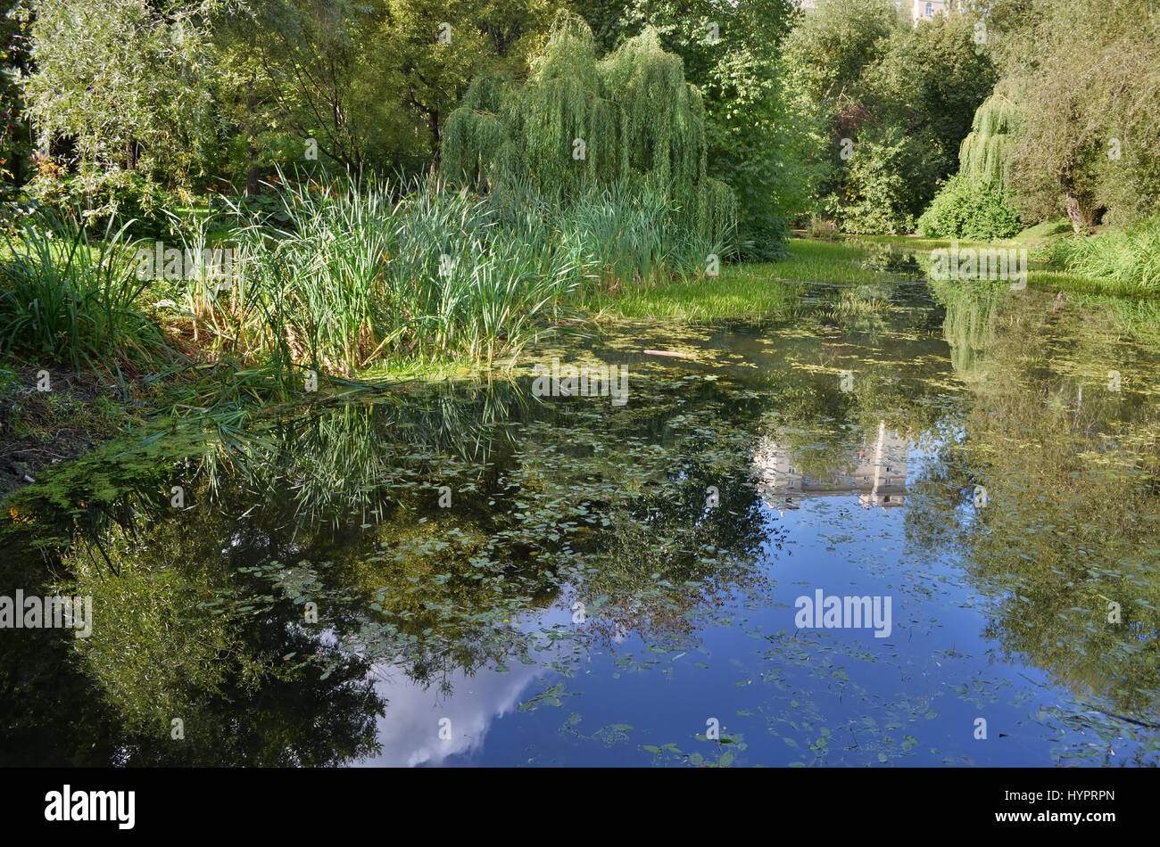 The city pond is surrounded by greenery Stock Photo - Alamy