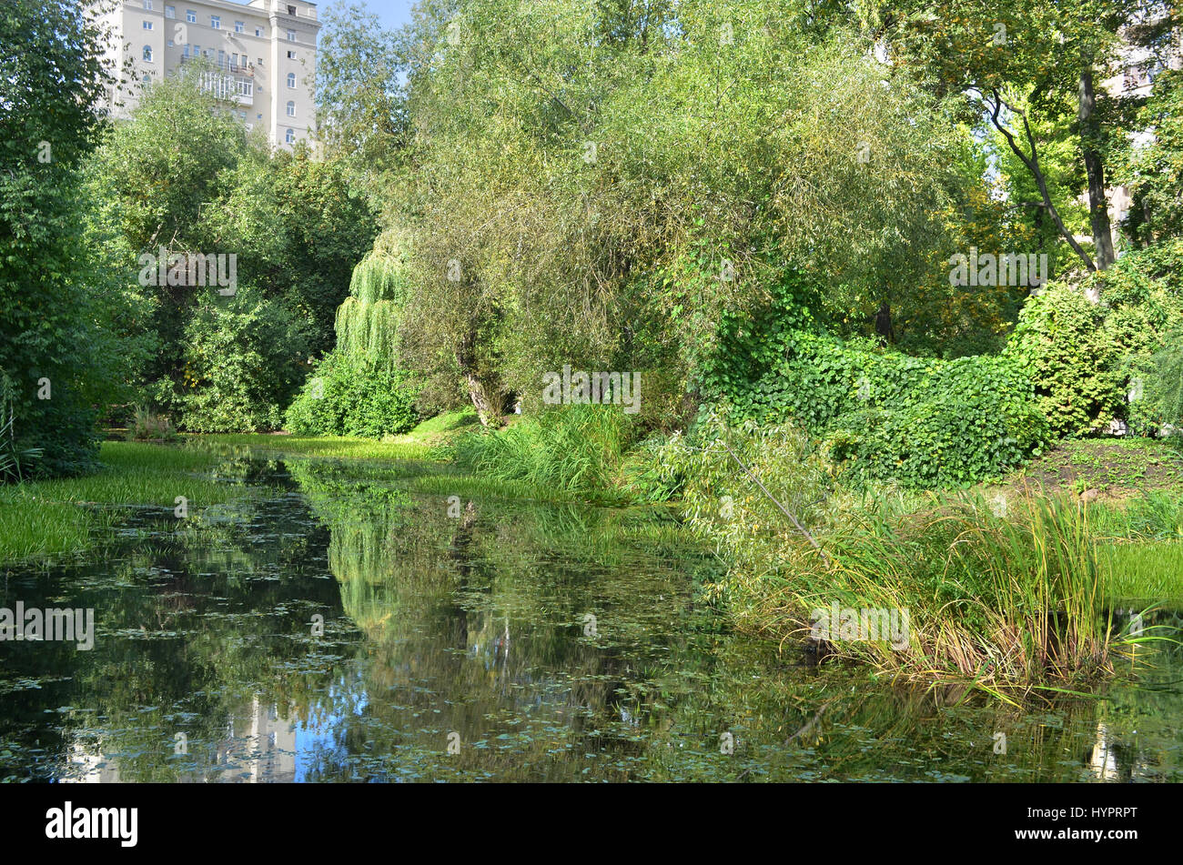 The city pond is surrounded by greenery Stock Photo - Alamy