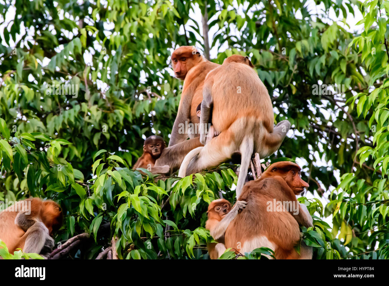 family group of Proboscis monkeys Stock Photo