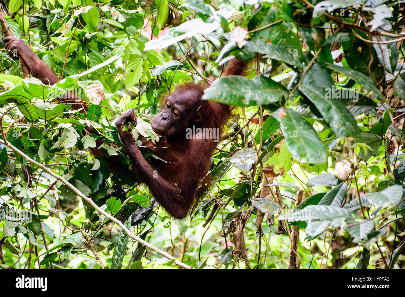 Orangutan searching for food in the trees Stock Photo