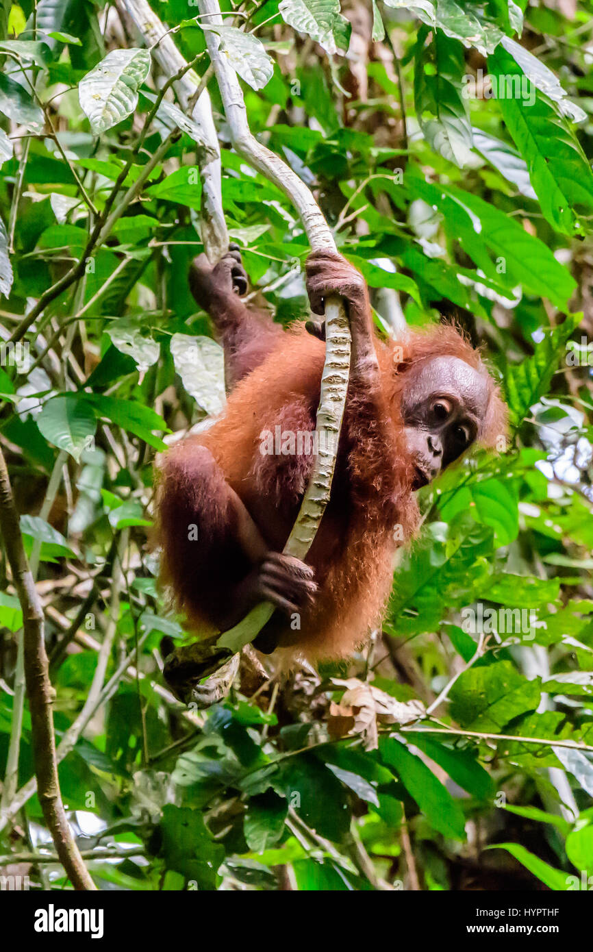 Baby Orangutan swinging in the trees Stock Photo