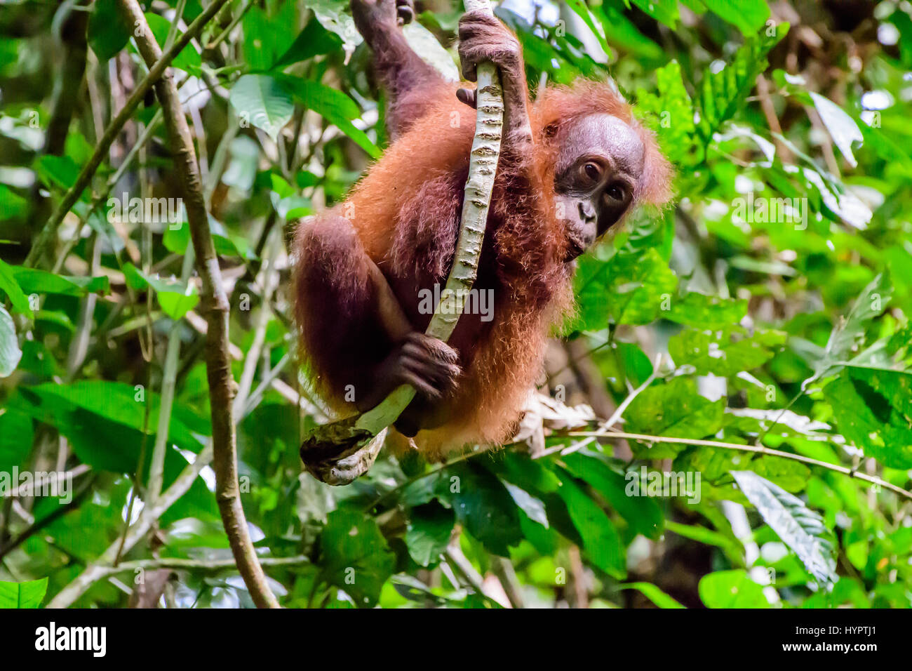 Baby Orangutan in the trees Stock Photo