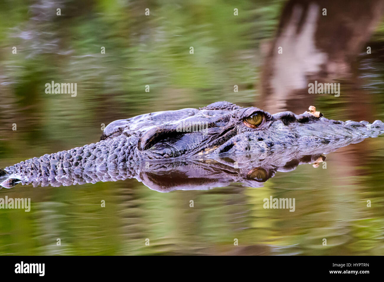 Head shot of a saltwater crocodile Stock Photo