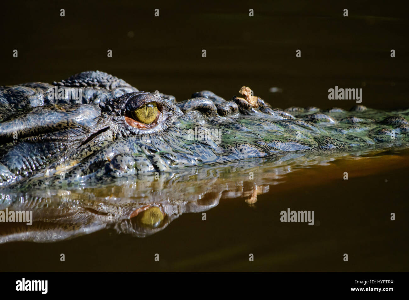 Eye of the crocodile Stock Photo