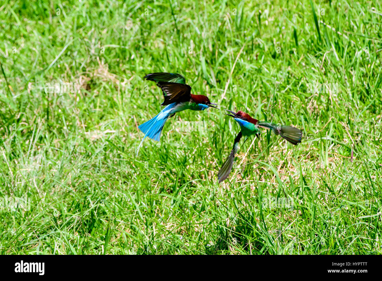 Aerial dogfight between two Blue-throated Bee-eaters Stock Photo