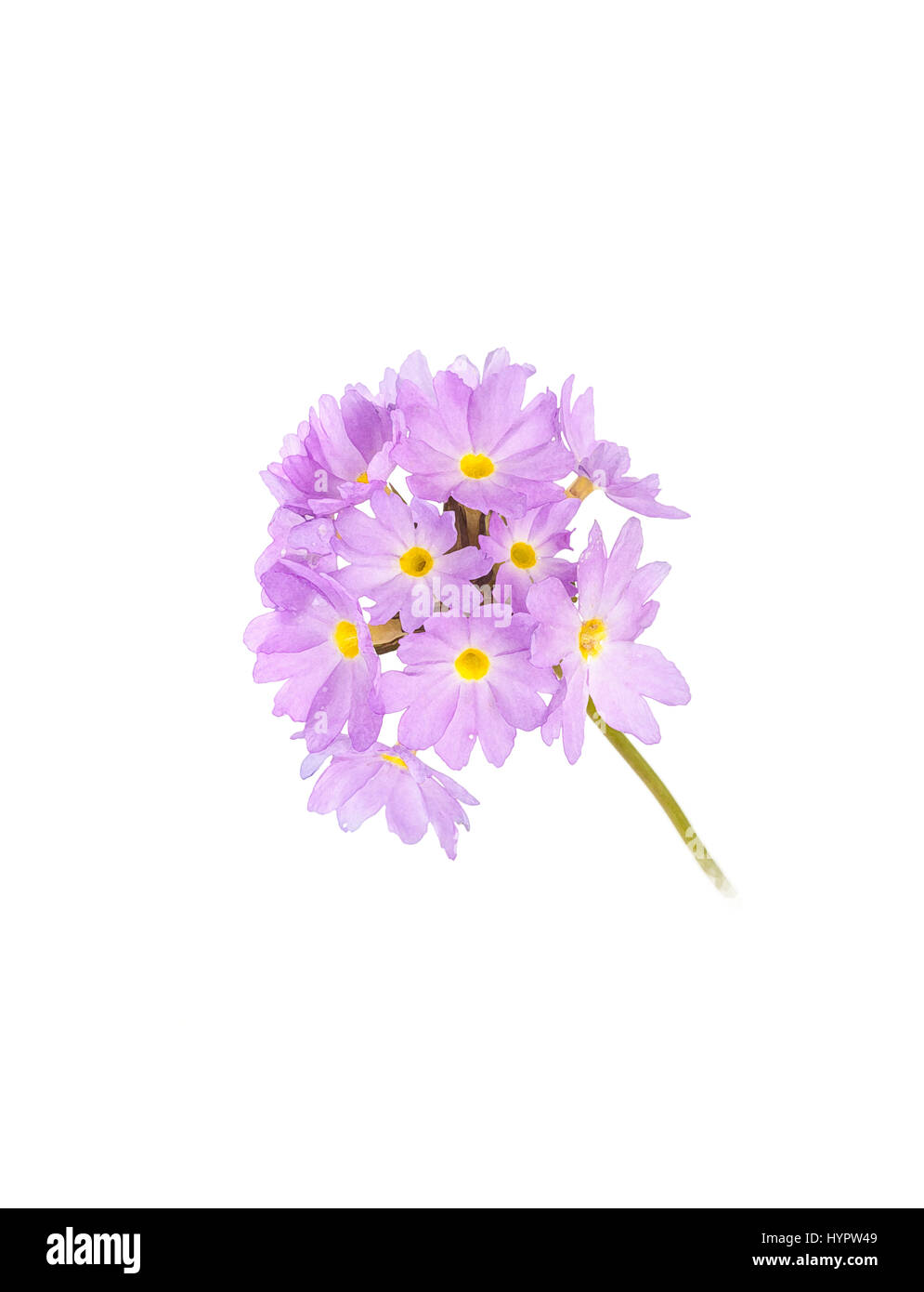 Primula denticulata flower Cut Out Stock Images & Pictures - Alamy