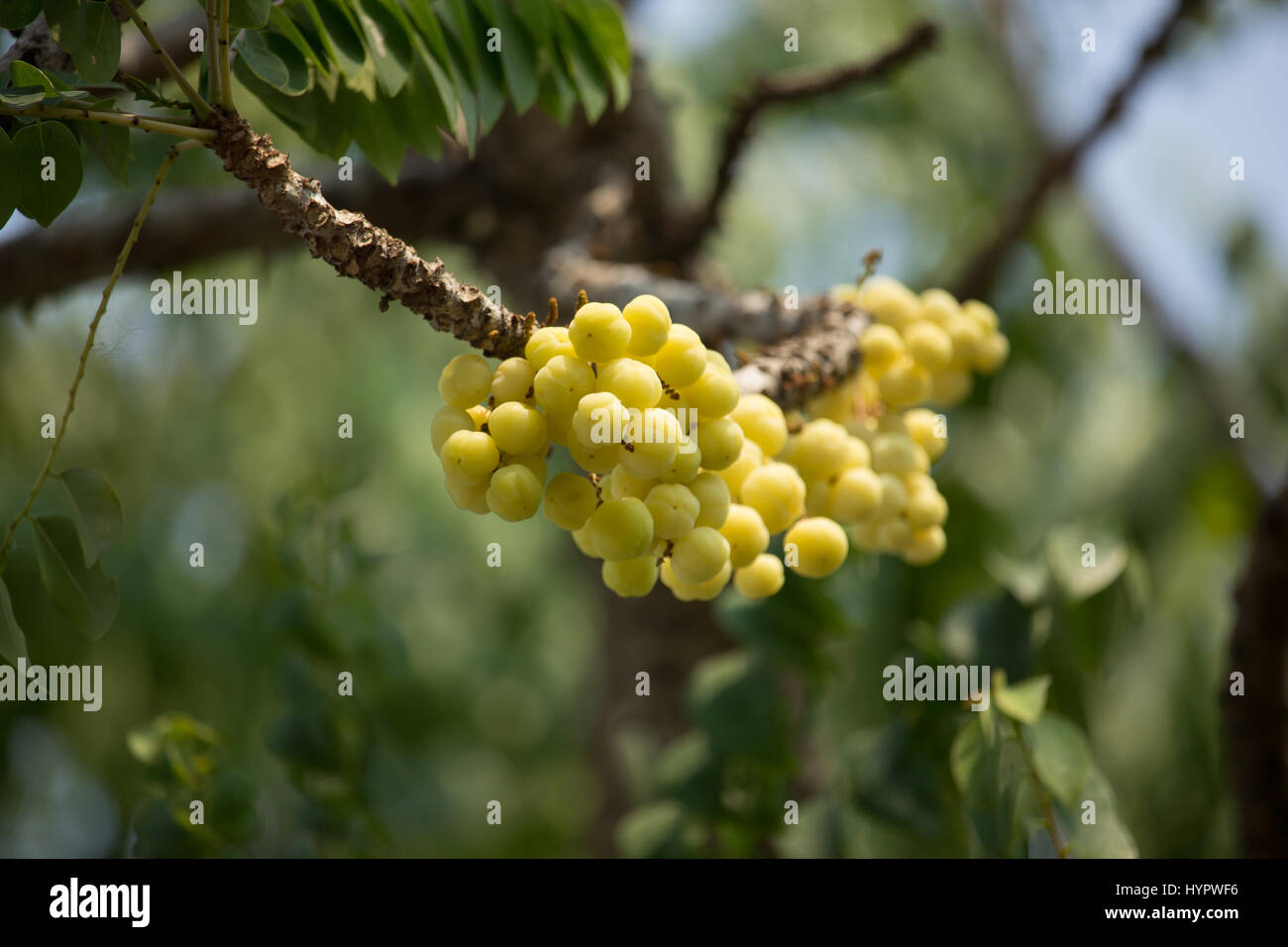 Otaheite gooseberry, country gooseberry, star , damsel, grosella , damsel , karamay.Star gooseberry. Stock Photo