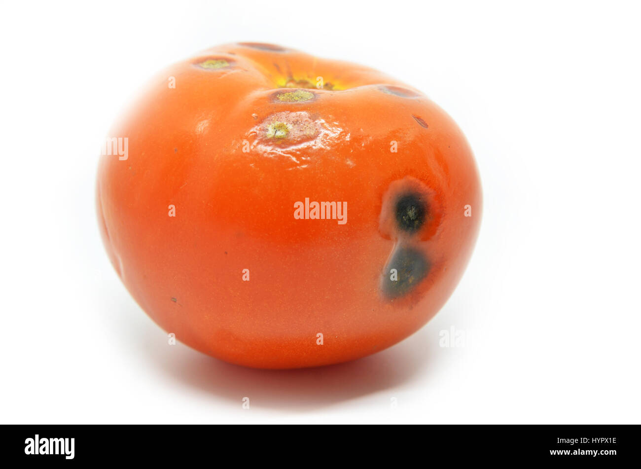 Rotten tomato isolated on white background Stock Photo Alamy