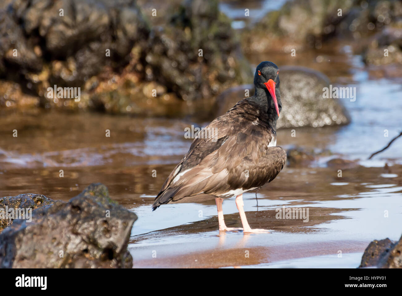 American Oystercatcher searching for food among the lava rock on a beach in the Galapagos Islands Stock Photo